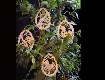 1_o-0003.JPG